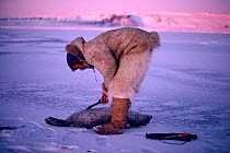 Inuit hunter skinning Ringed seal (Phoca hispida) out on sea ice. Northwest Greenland.