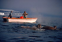 Inuit hunting Walrus (Odobenus rosmarus) from boat in Smith Sound. Northwest Greenland, 1989.
