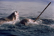Inuit hunters harpoon striking Walrus (Odobenus rosmarus), Northwest Greenland, 1989.