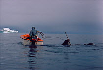 Inuit men hunting Walruses (Odobenus rosmarus) from boat in Smith Sound, Northwest Greenland, 1989.