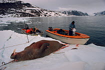 Inuit hunters with dead Walrus (Odobenus rosmarus) at floe edge near Etah. Northwest Greenland, 1989.