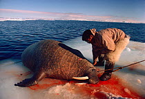 Inuit hunter butchering Walrus (Odobenus rosmarus) on ice floe. Northwest Greenland, 1989.