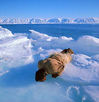 Inuit hunter Kigutikaq Duneq drinking from meltpool at ice edge, Northwest Greenland, 1971.