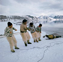 Inuit hunters hauling seal onto fast ice. Qaanaaq, Northwest Greenland, 1971. Wearing polar bearskin trousers