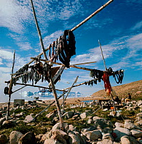 Strips of Narwhal (Monodon monoceros) meat drying on meat rack. Qaanaaq, Northwest Greenland.