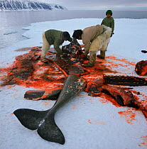 Inuit hunters butchering Narwhal (Monodon monoceros) at floe edge. Qaanaaq, Northwest Greenland.