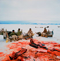 Inuit hunters having break after butchering a Narwhal (Monodon monoceros) on sea ice. Qaanaaq, Northwest Greenland.