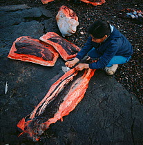 Inuit trimming Narwhal (Monodon monoceros) meat for drying on meat rack. Qaanaaq, Northwest Greenland.