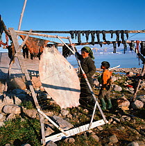 Inuit woman with sealskin on drying frame at summer camp. Qaanaaq, Northwest Greenland, 1971.