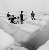 Inuit family and Huskies (Canis familiaris) using ice floe as raft to cross wide lead in late spring. Qaanaaq, Northwest Greenland, 1971.