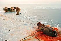 Dogs hauling Walrus (Odobenus rosmarus) onto sea ice. North Greenland, 1977