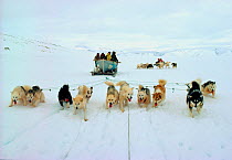 Inuit hunters travelling to floe edge in boat on sled pulled by Huskies (Canis familiaris). Siorapaluk, Northwest Greenland, 1977.