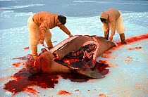 Inuit hunters butchering Walrus (Odobenus rosmarus). Siorapaluk, Northwest Greenland, 1977.