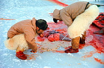 Inuit hunters eating Clams from stomach of Walrus(Odobenus rosmarus). Siorapaluk. Northwest Greenland, 1977