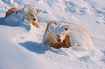Snow covered Huskies (Canis familiaris) waking after storm, Northwest Greenland.