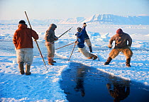 Inuit hunters trying to stop lead opening using their harpoons. Northwest Greenland, 1977.