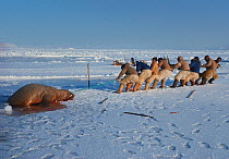 Inuit hunters working as team to haul dead Walrus (Odobenus rosmarus) onto sea ice. Northwest Greenland, 1977