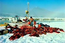 Inuit hunters at floe edge with Walrus (Odobenus rosmarus) meat from hunting trip. Siorapaluk, Northwest Greenland, 1977.