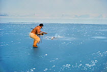 Inuit hunter on very thin sea ice harpooning Walrus (Odobenus rosmarus). Siorapaluk, Northwest Greenland, 1977