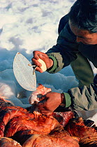 Inuit using Ulu (Woman's knife) to clean Polar bear (Ursus maritimus) skin. Siorapaluk, Thule, Northwest Greenland, 1977.