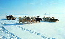 Inuit hunters travelling by dog sled pulled by Husky dogs  (Canis familiaris) on seal hunt in spring. Northwest Greenland, 1977.