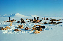 Inuit hunters and Huskies (Canis familiaris) stopping for break on way to floe edge. Northwest Greenland, 1977.