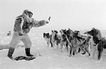 Inuit hunter feeding raw seal meat to team of Huskies (Canis familiaris) while on hunt at Pitoraavik, Northwest Greenland, 1977.