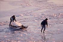 Inuit youths hauling ice from icebergs to use for drinking water in the village of Savissivik, Northwest Greenland, 1991.
