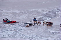 Inuit hunter rescuing Huskies (Canis familiaris) that have fallen through thin sea ice. Savissivik. Northwest Greenland, 1991.