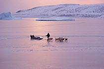 Inuit hunter walking beside dog sled across thin sea-ice. Savissivik, Northwest Greenland, 1991.