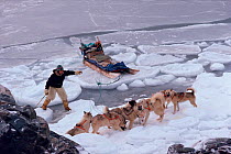 Inuit hunter driving team of Huskies (Canis familiaris) across tidal ice in autumn near Savissivik. Northwest Greenland, 1991.