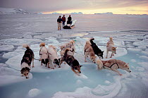 Inuit hunters watching Huskies (Canis familiaris) making their way to shore across new tidal ice. Savissivik, Northwest Greenland, 1991.