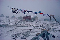 Washing line blowing during autumn storm in the Inuit village of Savissivik, Northwest Greenland, 1991.
