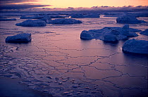 Icebergs frozen in frazil ice (ice crystals) at beginning of winter. Northwest Greenland, 1991.
