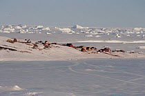 Inuit community of Savissivik on Meteorite Island, viewed across sea-ice. Northwest Greenland, 1997.