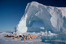 Inuit hunter untangling team of Huskies (Canis familiaris) in front of iceberg. Savissivik, Northwest Greenland, 1997.