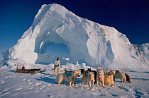 Inuit hunter untangling team of Huskies (Canis familiaris) in front of iceberg. Savissivik, Northwest Greenland, 1997.