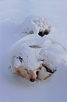 Snow covered Huskies (Canis familiaris) curled up for warmth during winter storm. Northwest Greenland.