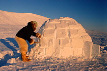 Inuit hunter putting finishing touches to igloo. Northwest Greenland, 1998.