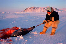 Inuit hunter hauling dead seal from breathing hole near Cape York, Northwest Greenland.