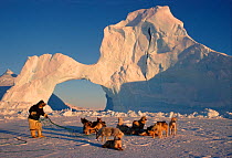 Inuit hunter untangling team of Huskies (Canis familiaris) by ice arch. Melville Bay, Northwest Greenland, 1998.