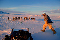 Inuit hunter running to jump onto moving sled pulled by Huskies (Canis familiaris). Savissivik, Northwest Greenland, 1998.