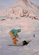 Inuit hunter checking seal net, Bushnan Island, Savissivik, Northwest Greenland, 1998.