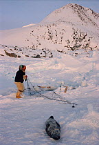 Inuit hunter checking seal net, one seal caught already. Bushnan Island, Savissivik, Northwest Greenland, 1998.