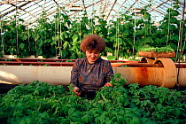 Woman tending Cucumber (Cucumis sp.) plants in greenhouse heated by nuclear power station at Bilibino, Chukotka, Siberia, Russia, 1994.