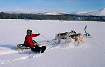 Chukchi herder driving his Reindeer / Caribou (Rangifer tarandus) through deep snow in Oloy Valley. Chukotka, Siberia, Russia, 1994.