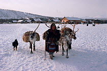 Even woman with Reindeer / Caribou (Rangifer tarandus) taking supplies to camp. Chukotka, Siberia, Russia, 1994.