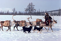 Even woman riding Reindeer / Caribou (Rangifer tarandus) taking supplies to camp. Chukotka, Siberia, Russia, 1994.
