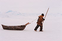 Chukchi hunter dragging Baidarka (Walrus skin boat) while hunting at the floe edge. Chukotka, Siberia, Russia.