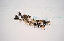 Chukchi hunters travelling with Huskies (Canis familiaris) near Cape Dezhnev. Chukotskiy Peninsula, Chukotka, Siberia, Russia.